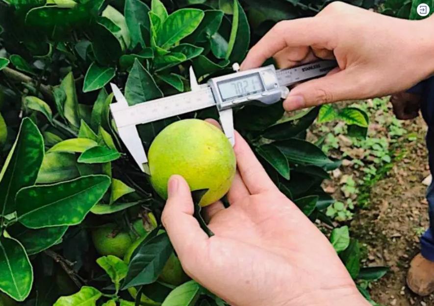 褚橙营销现状及案例分析,褚橙的销量2个亿是真的吗