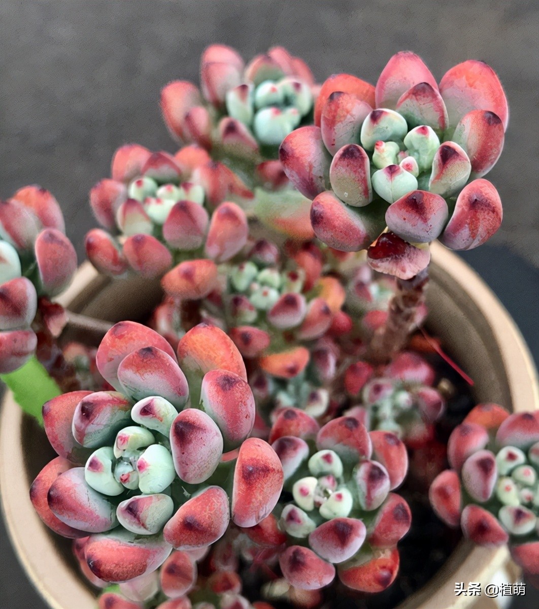 漫画汤姆徒长了怎么办,漫画汤姆出态势