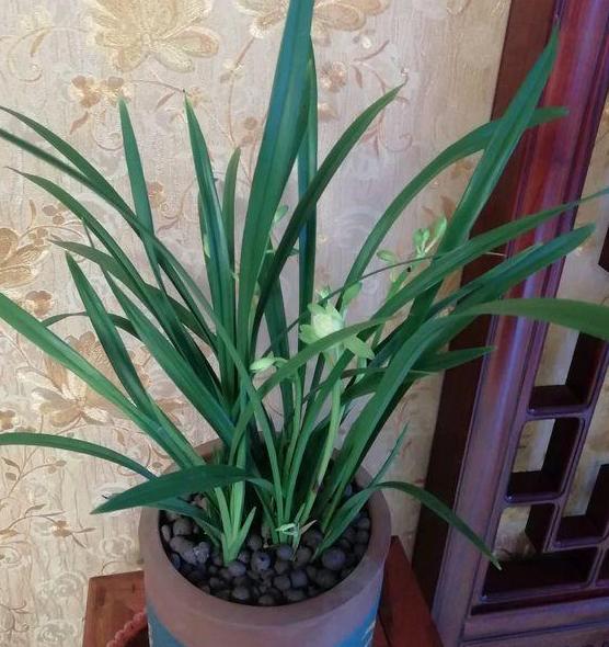 喜欢烧烤但是要省钱怎么办,喜欢养花的技巧和方法