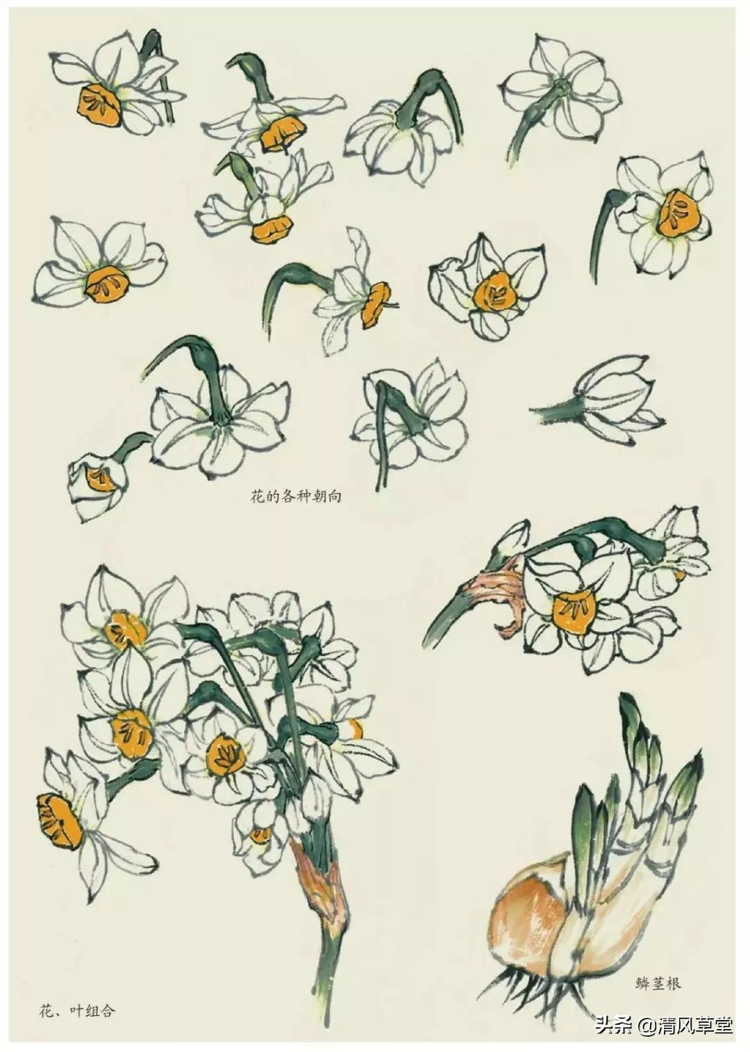 少儿国画花卉画法视频,各种花卉的100种画法