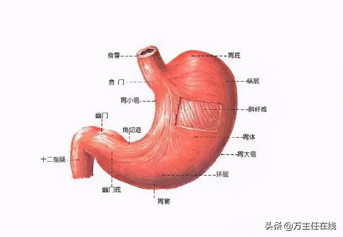食管癌怎么能快速进食,早期食管癌内镜下切除后怎么进食