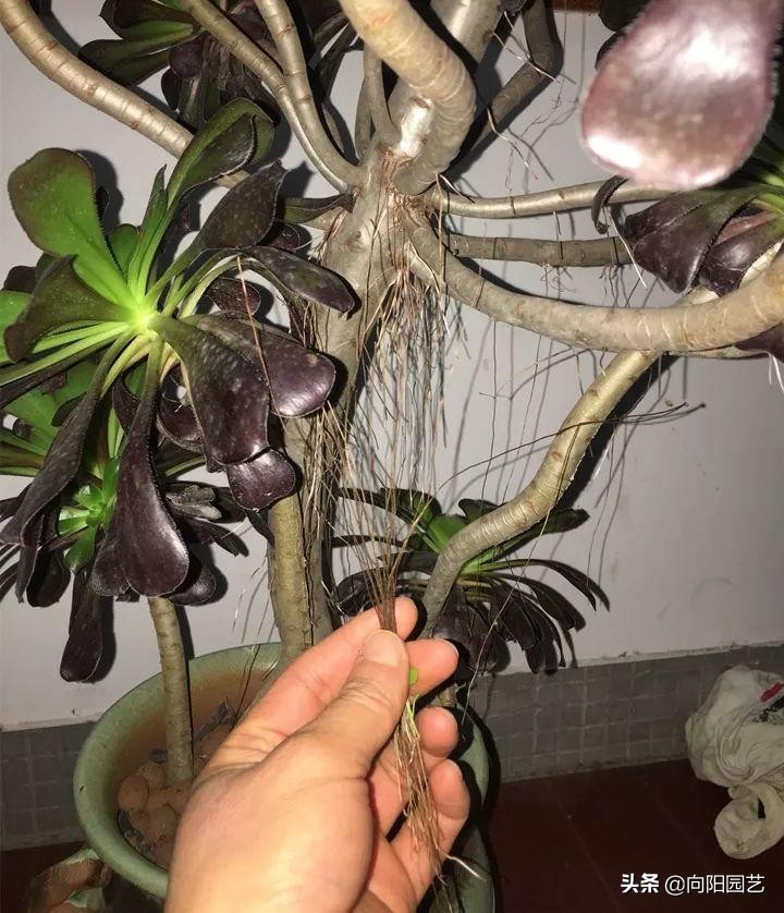 多肉长气生根的原因和解决方法,多肉有气生根怎么处理