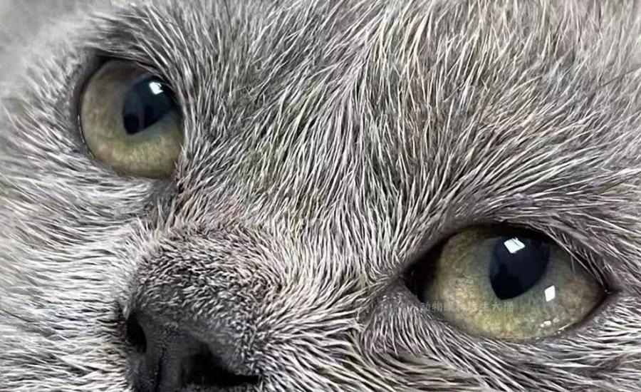 猫鼻支、猫感冒、流泪、打喷嚏、眼睛红肿，猫疱疹病毒的治疗