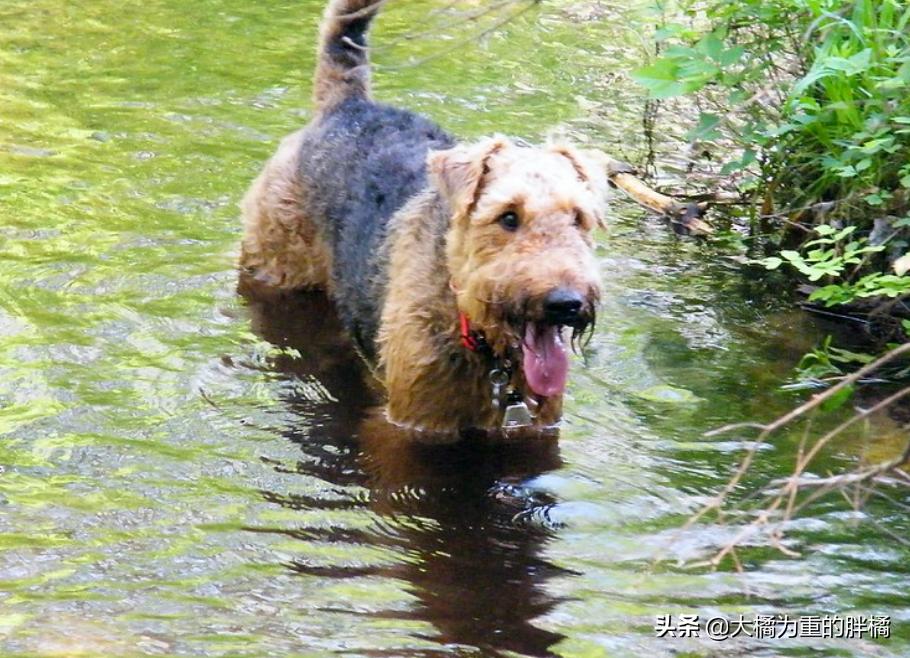 养狗并不是为了让它爱你,养狗狗的方法和技巧