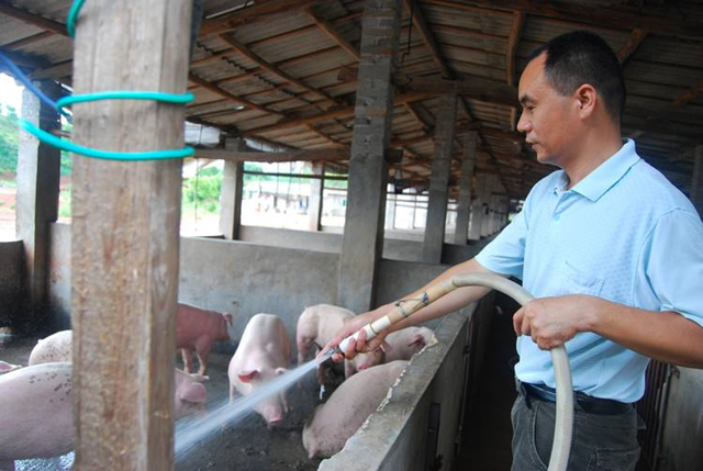 猪高温中暑有什么症状,猪体表发热但是体温正常怎么回事