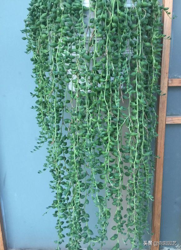 情人泪有多好养,情人泪怎么养爆盆