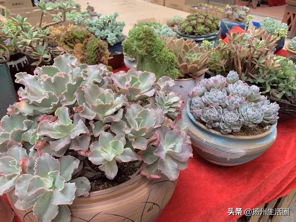 2元花盆批发清仓,2元花卉批发市场