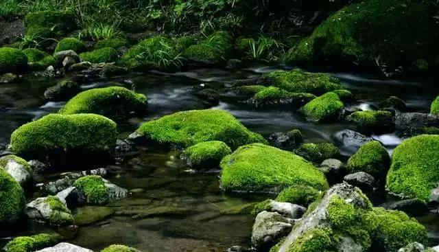 小苔藓微景观,小苔藓盆景怎么养殖