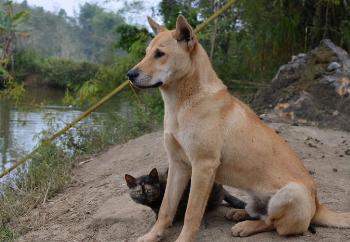 农村土狗为什么不打疫苗,家畜家禽防疫条例废止说明