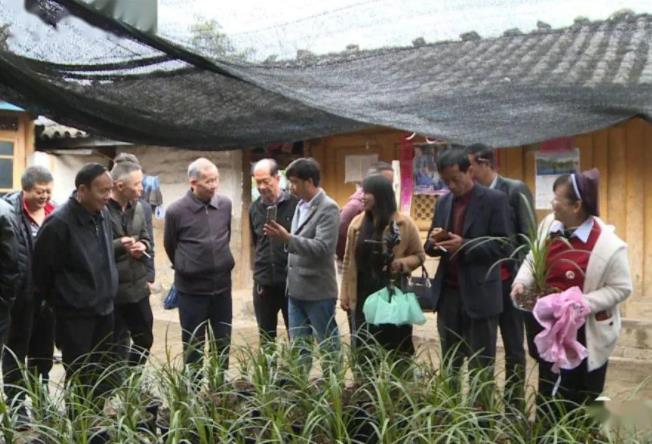 中国兰花之乡有哪些？为何云南独占7个？