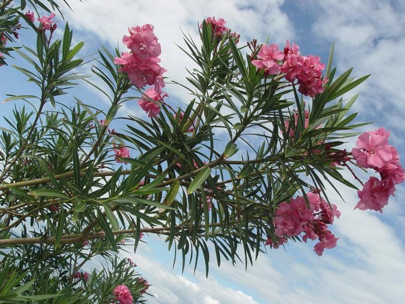 特朗普新冠用药,特朗普推出新冠特效药