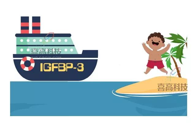 生长因子结合蛋白报告单解读,生长因子igf-1正常值