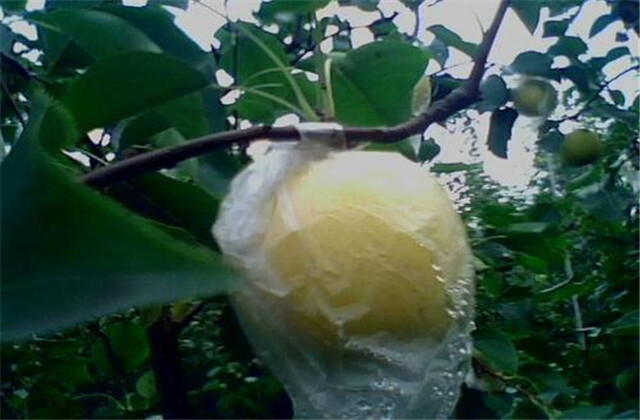 梨树病虫害防治有哪些方法,梨树的病虫防治方法有哪些