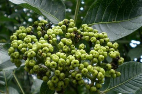 吴茱萸疏肝下气什么意思,中药吴茱萸功效作用及产地