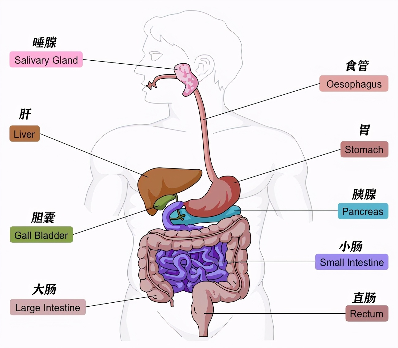 这种鱼被列为一级致癌物,你们见过吃了就会屁屁流油的鱼吗