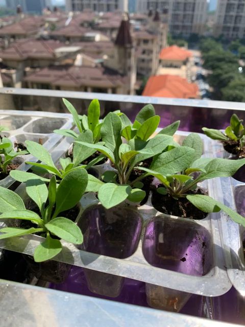 养牵牛花需要什么土,养牵牛花