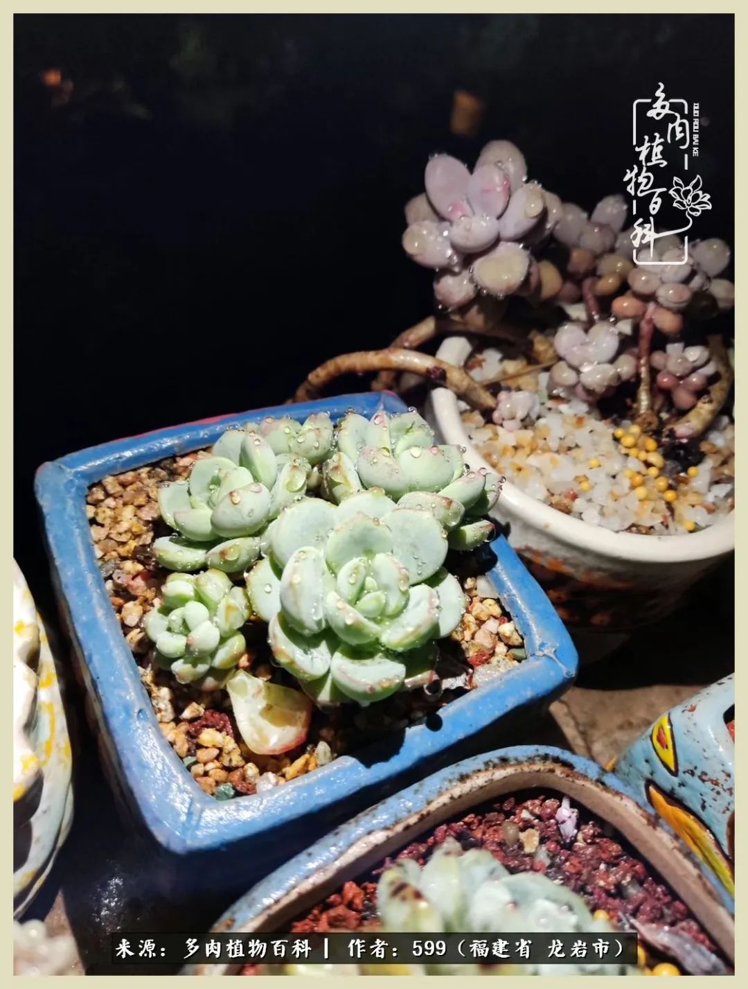 生活需要努力也需要花草,所有的热爱都需要不遗余力图片