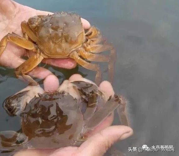 饲料乱象,饲料行业乱象