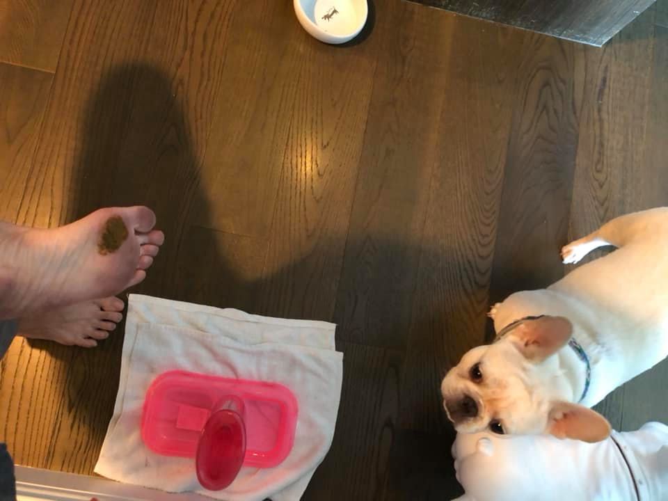 出差一天回家狗狗就报复？大家说是先洗，还是先打？