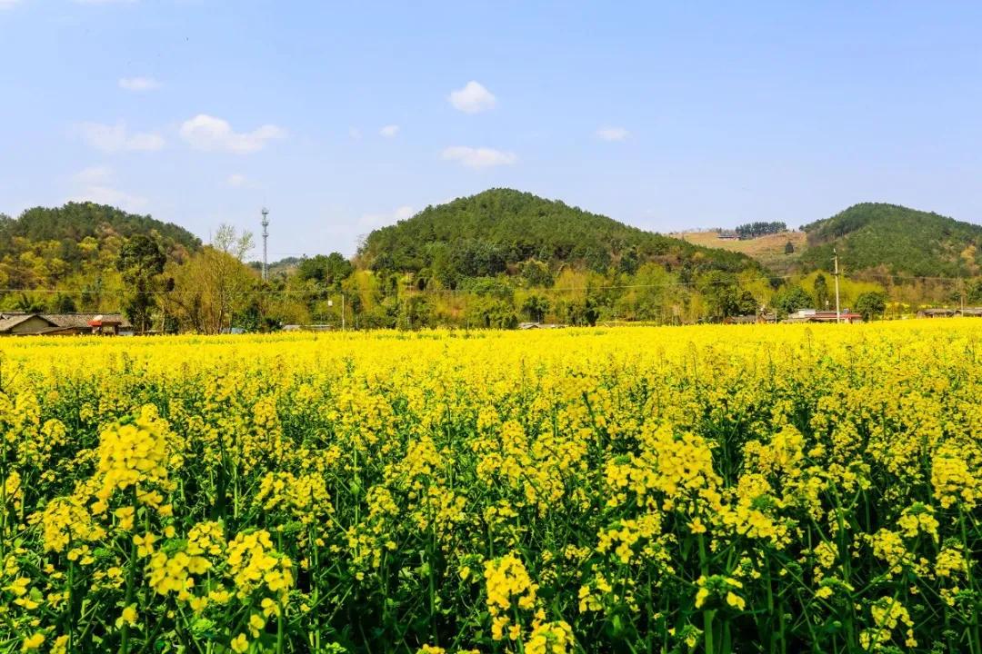 微量元素的作用和使用方法,中微量元素的正确使用方法