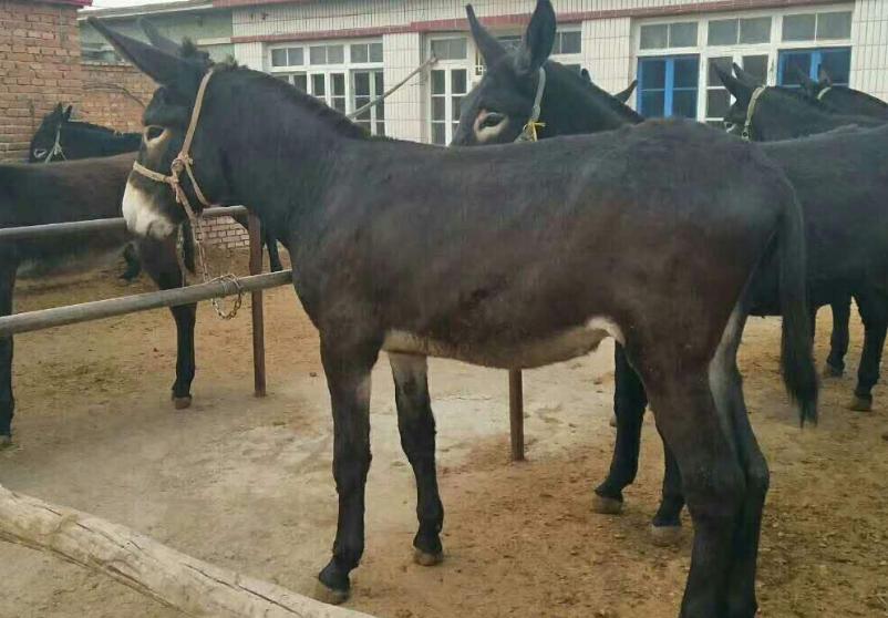 养驴虽然是件简单的活，但也有一些关注事项需知道，答案在这里