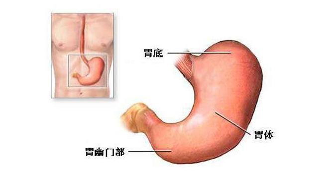 慢性胃炎症状反复多久可以治好 (慢性胃炎及功能性胃病怎么能治好)