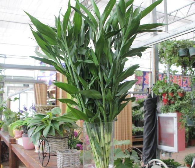 富贵竹黄叶有黑点怎么办,富贵竹杆子发黄什么原因