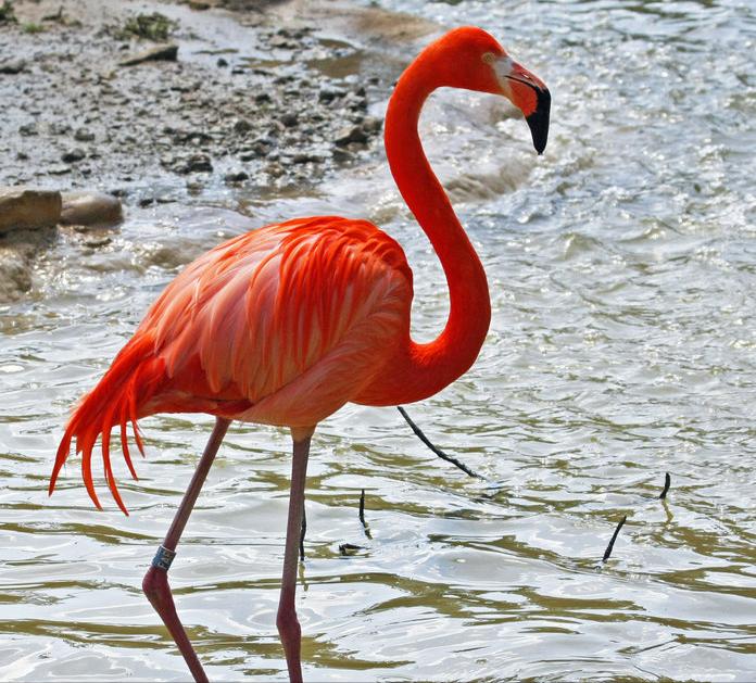 东江揽胜,惠州淡水常见鸟类图谱