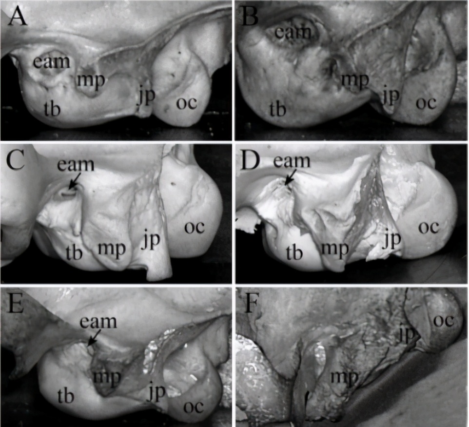 神秘的剑齿虎,云豹是猫科为什么叫云豹