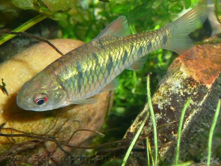 想养鱼要用加热棒吗,想养鱼又没有鱼缸