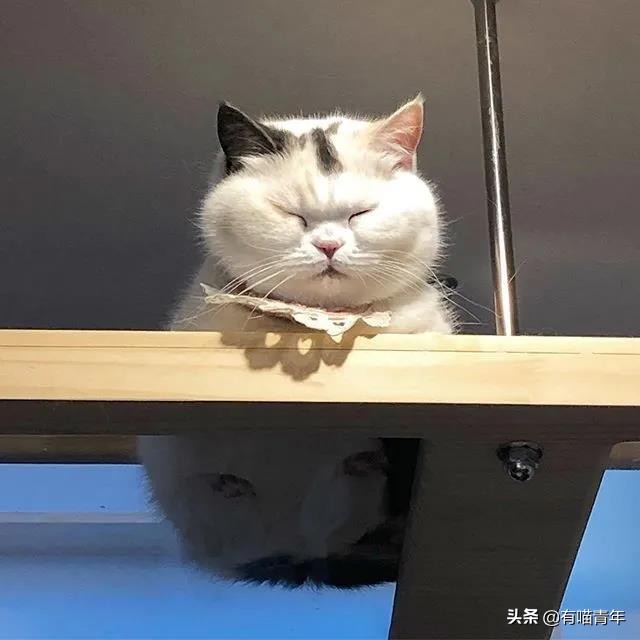 最可怕的5种猫,盘点很可怕的几种猫