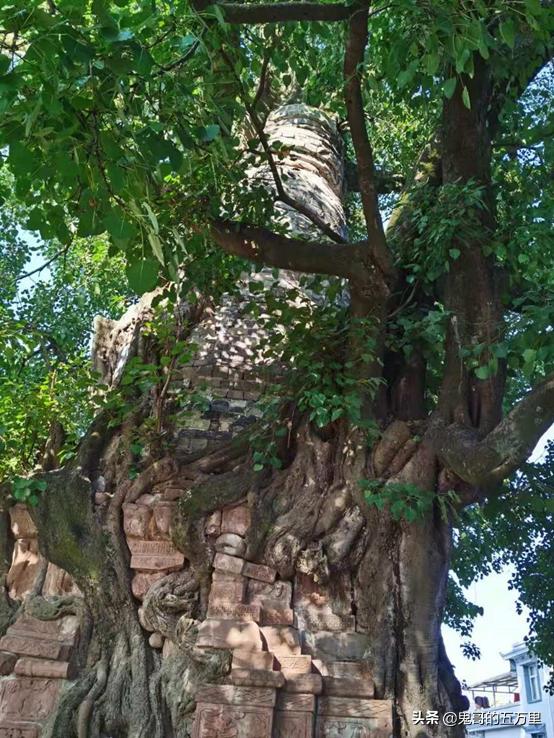 鬼哥的五万里D98骑记：树包塔包的是什么？（按板镇-景谷县）