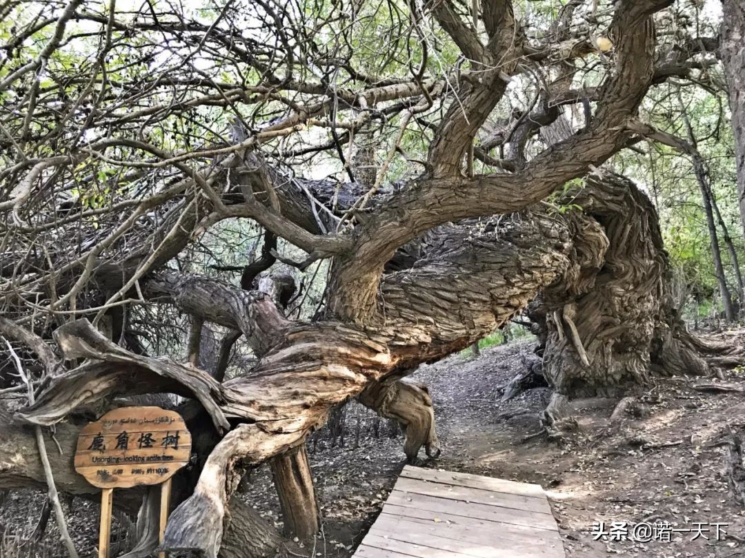 旅行新疆的美,旅行带你感受不一样的文化风情