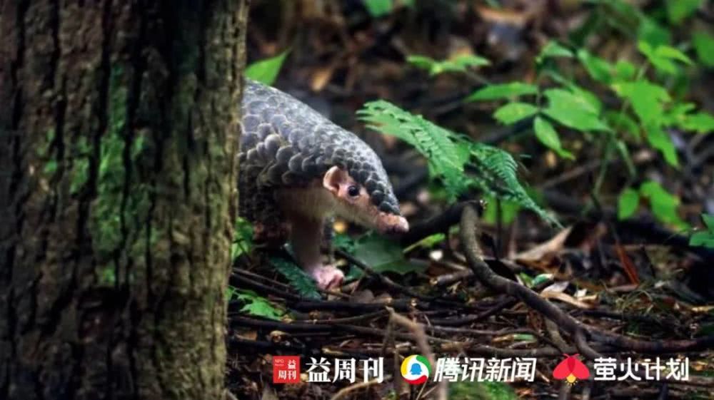 杀穿山甲时，下面会有一碗白米饭接着留下来的血|野味帝国