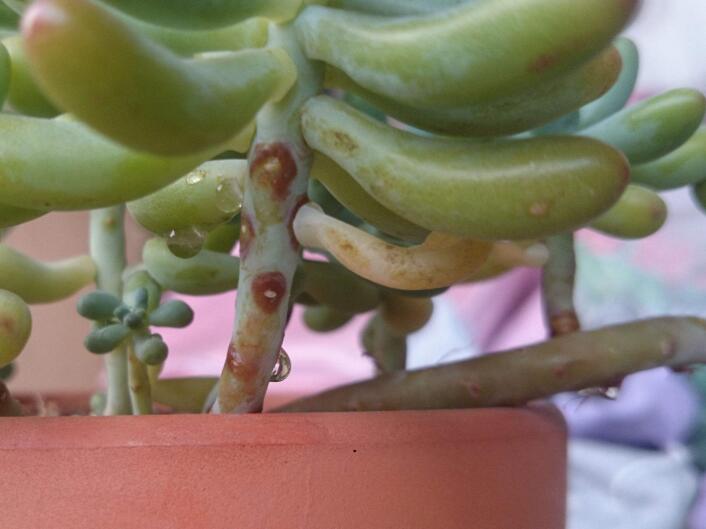 多肉植物长黑斑怎么办？4种原因要知道，提早预防，去除黑斑病