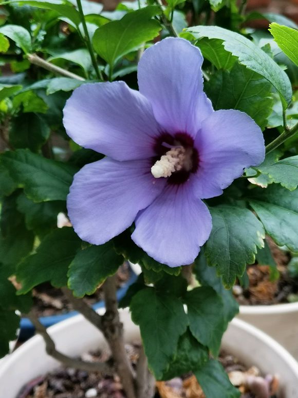 小木槿牙签苗怎么养才会枝繁叶茂,木槿叶子发黑掉落怎么办