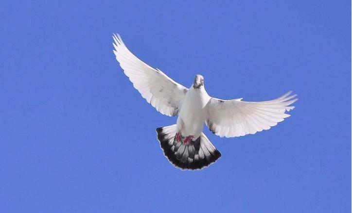 简述香农三个定律的主要内容,香农定律摩尔定律冯诺依曼