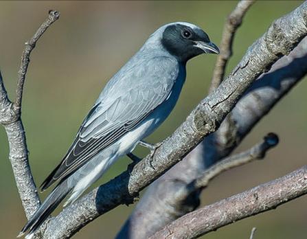东江揽胜,惠州淡水常见鸟类图谱