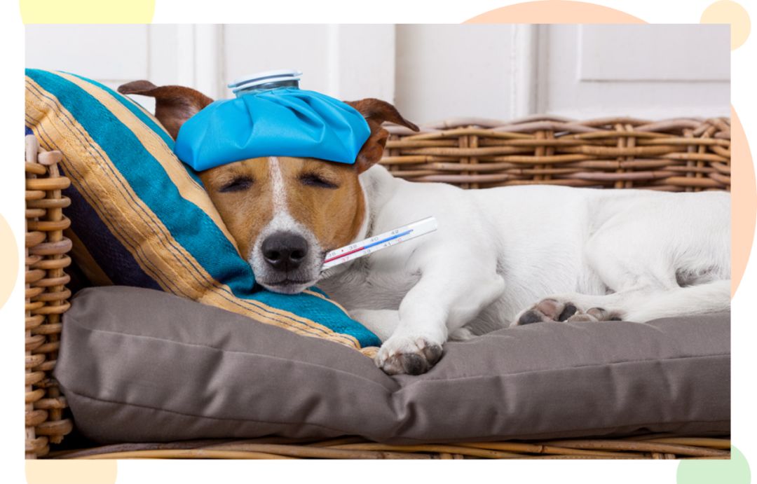 猫狗容易得的病是什么病,猫狗空调病