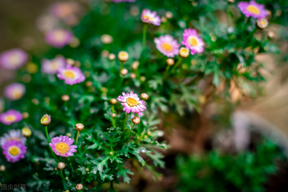 养玛格丽特,养了多年的玛格丽特