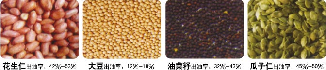 全自动榨油机小作坊项目,全自动榨油机一体