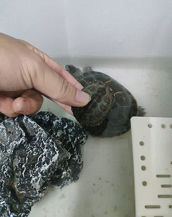 男子无意间发现失踪多年的乌龟,男子回来发现乌龟只剩龟骨架