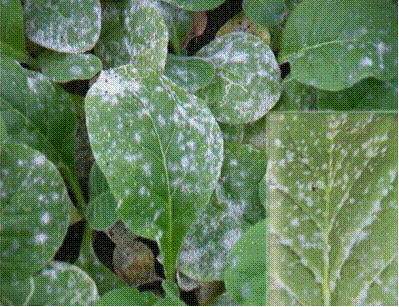 桑树白腐病的症状,桑白粉病的症状