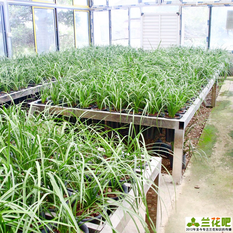 兰花怎么养才能旺盛小妙招,兰花怎样养才能养得好