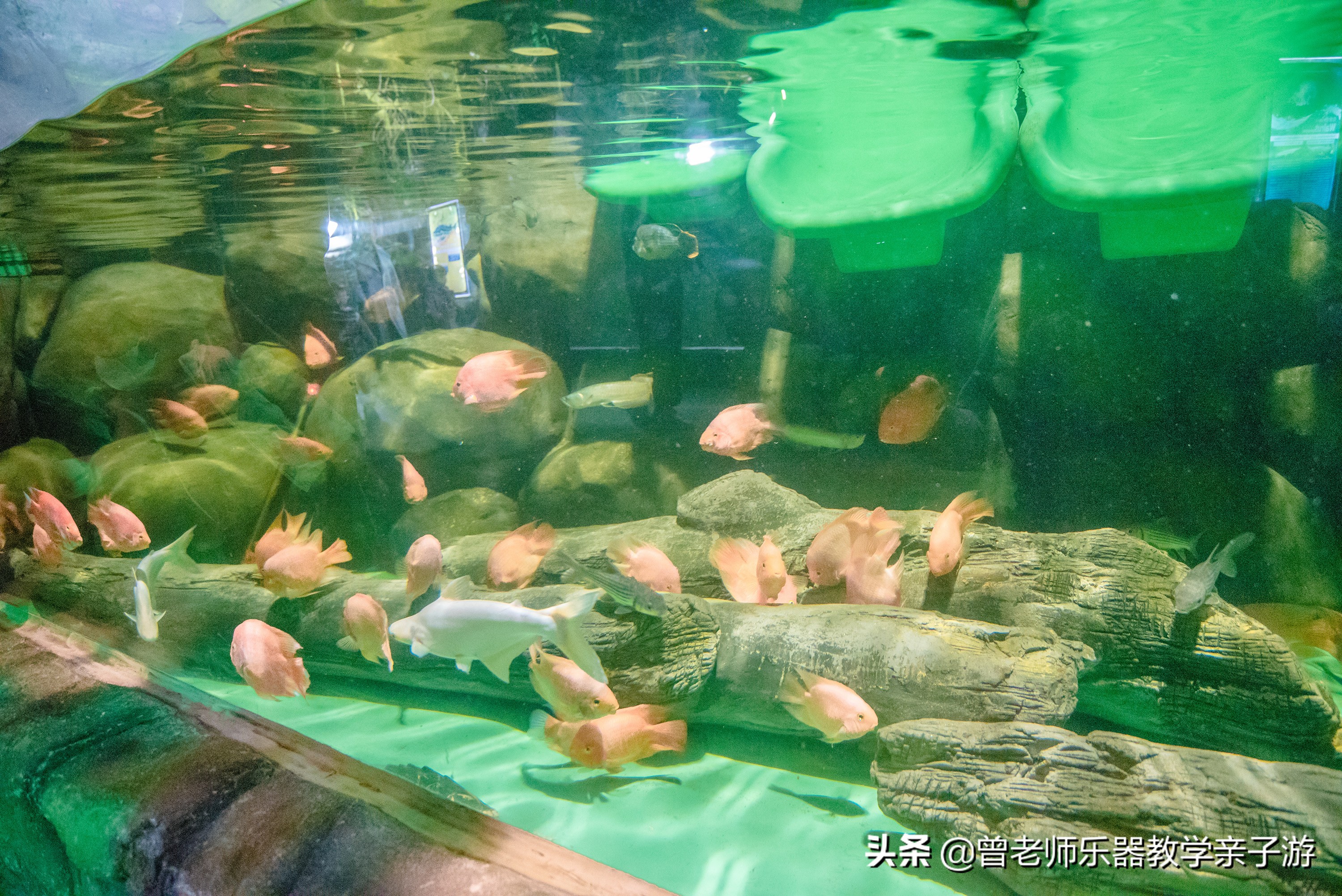 西安太奥海洋馆,西安极地海洋世界海豚表演