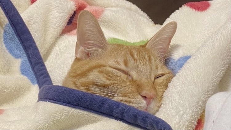 猫咪患猫癣涂什么药膏,猫咪得了猫癣严重的情况