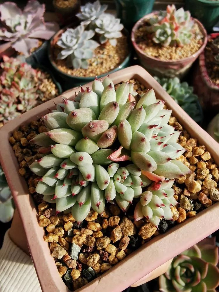 适合北方阳台党养的多肉,适合养在北阳台的多肉