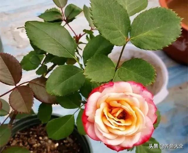 发霉的大米洗洗晒晒就可以了吗,发霉的大米千万不要吃