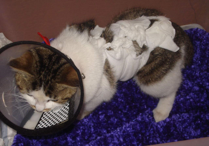 猫咪绝育前禁食禁水多久,猫咪绝育手术前禁水禁食