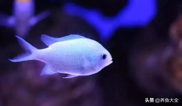 观赏鱼生病的症状及治疗方法,观赏鱼生病了可以用呋喃西林吗